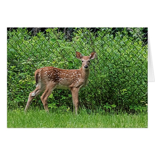 Fawn in front of a fence cards (Front Horizontal)