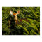 Fawn in Pine Trees Poster