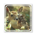 Fawn Magnet