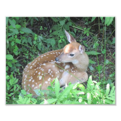 Fawn Photo Print