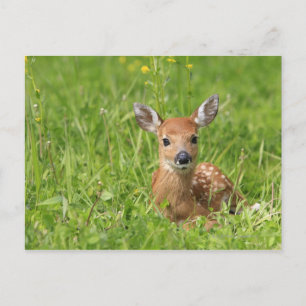 Fawn Postcard