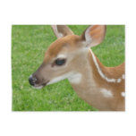 Fawn Postcard