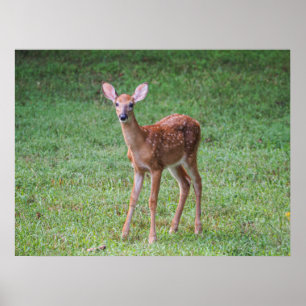 Fawn Poster