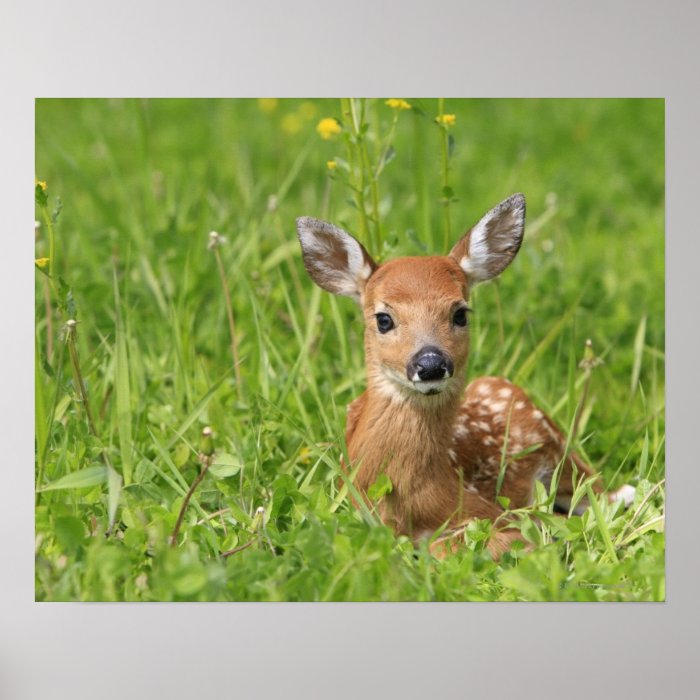Fawn Poster