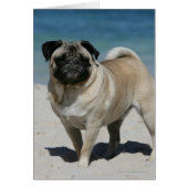 Fawn Pug at the Beach (Front)