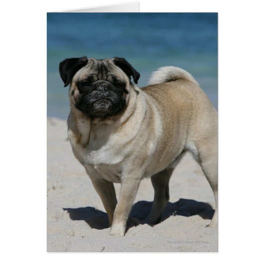Fawn Pug at the Beach Cards (Front)