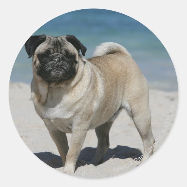 Fawn Pug at the Beach Classic Round Sticker (Front)