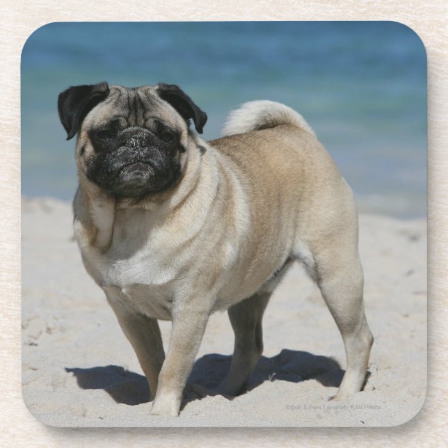 Fawn Pug at the Beach Drink Coaster (Front)
