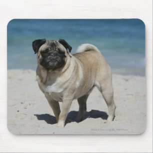 Fawn Pug at the Beach Mouse Pad