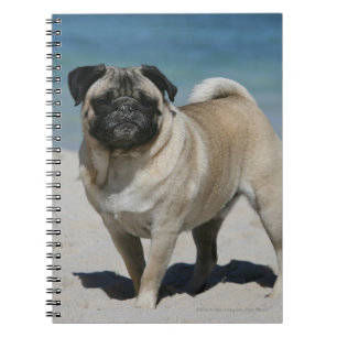 Fawn Pug at the Beach Notebook