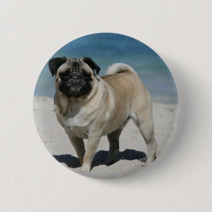 Fawn Pug at the Beach Pinback Button