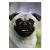 Fawn Pug on Alert (Front)