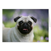 Fawn Pug on Alert (Front Horizontal)