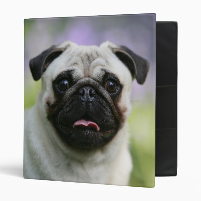 Fawn Pug on Alert Binder (Front/Inside)