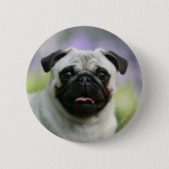 Fawn Pug on Alert Button (Front)