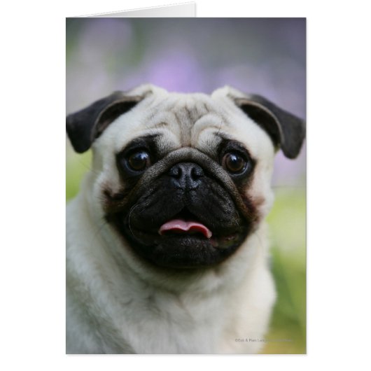 Fawn Pug on Alert Cards (Front)