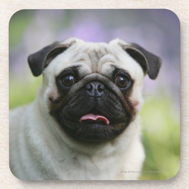 Fawn Pug on Alert Drink Coaster (Front)