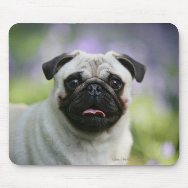 Fawn Pug on Alert Mouse Pad (Front)