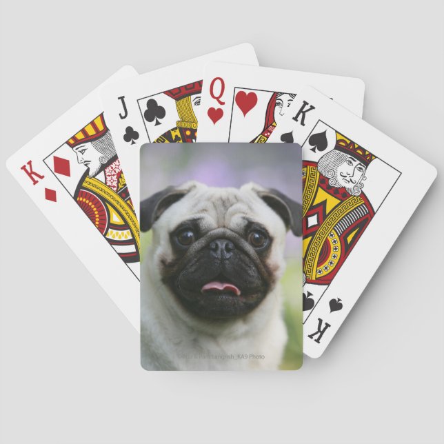 Fawn Pug on Alert Poker Cards (Back)