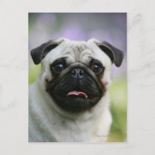 Fawn Pug on Alert Postcard