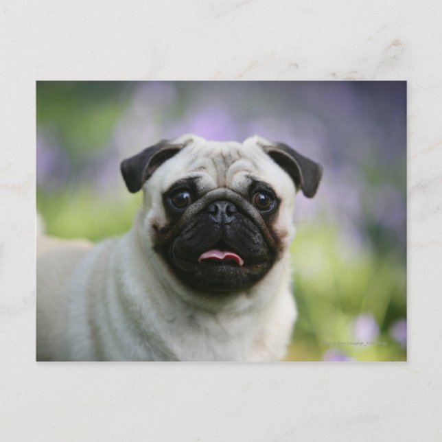 Fawn Pug on Alert Postcard (Front)