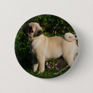 Fawn Pug Profile Button