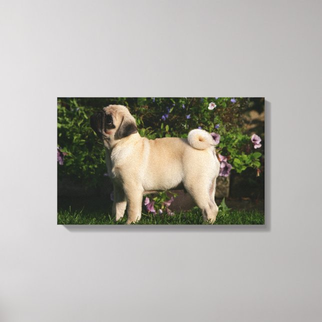 Fawn Pug Profile Canvas Print (Front)