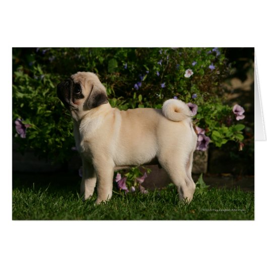 Fawn Pug Profile Cards (Front Horizontal)