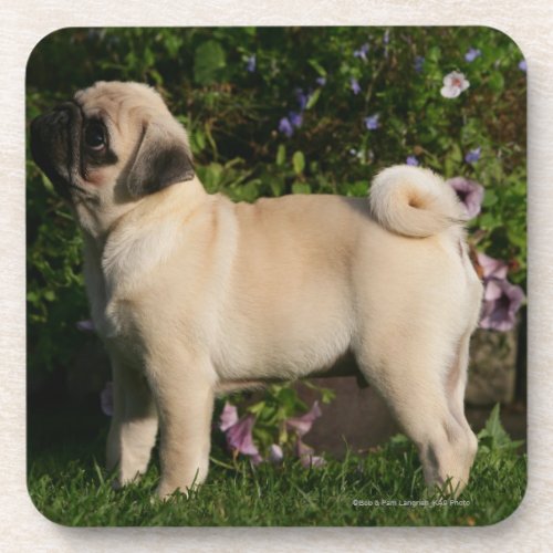 Fawn Pug Profile Drink Coaster