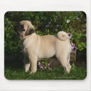 Fawn Pug Profile Mouse Pad