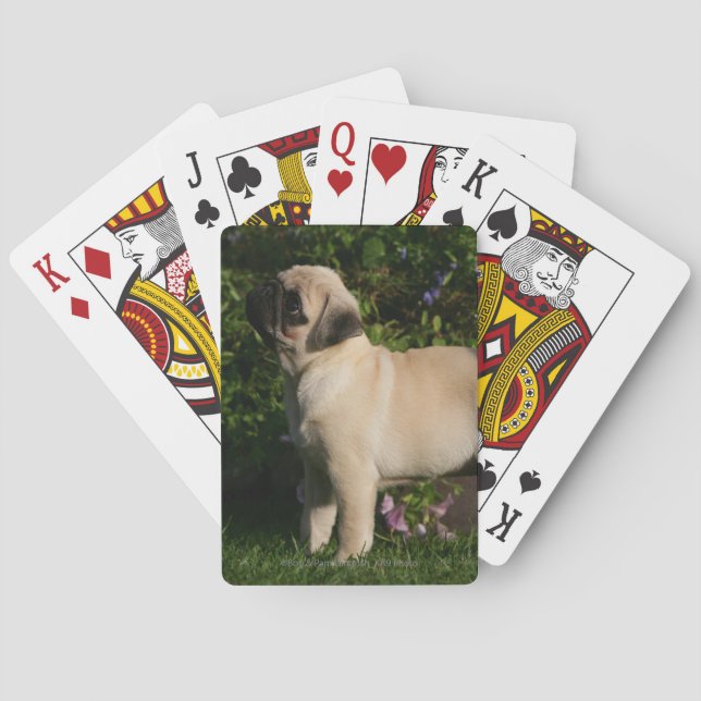 Fawn Pug Profile Poker Cards (Back)