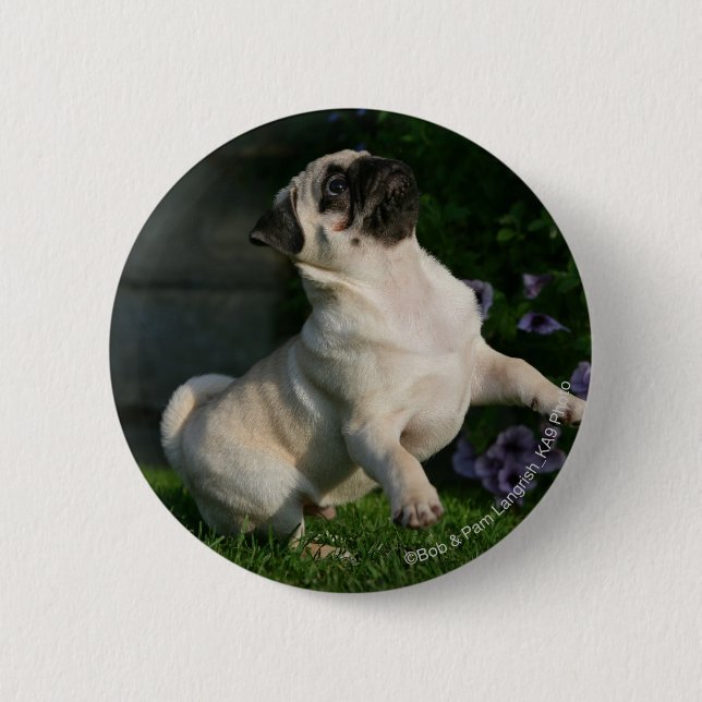 Fawn Pug Puppy Button (Front)