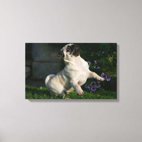 Fawn Pug Puppy Canvas Print