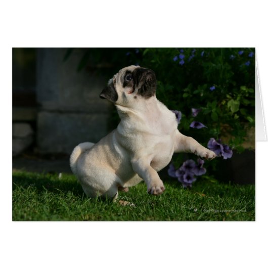 Fawn Pug Puppy Cards (Front Horizontal)