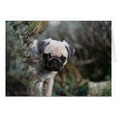 Fawn Pug Puppy Headshot (Front Horizontal)