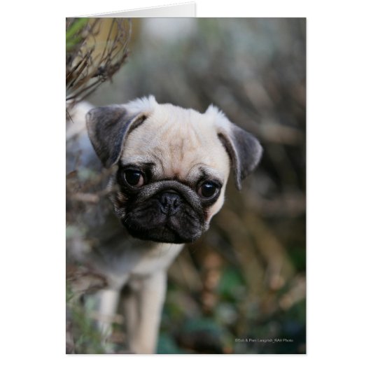 Fawn Pug Puppy Headshot Cards (Front)