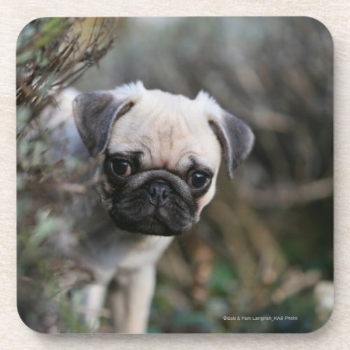 Fawn Pug Puppy Headshot Coaster