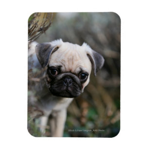Fawn Pug Puppy Headshot Magnet