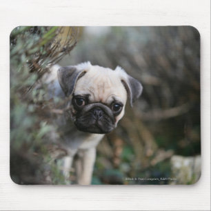 Fawn Pug Puppy Headshot Mouse Pad