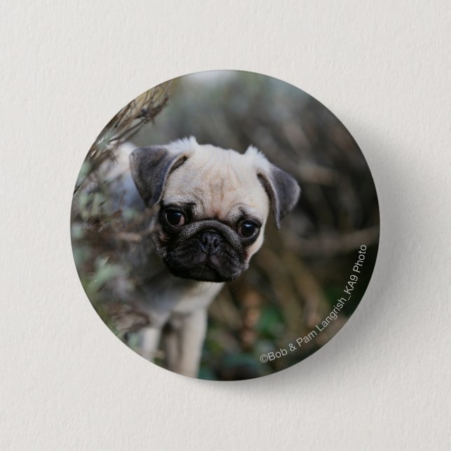 Fawn Pug Puppy Headshot Pinback Button (Front)