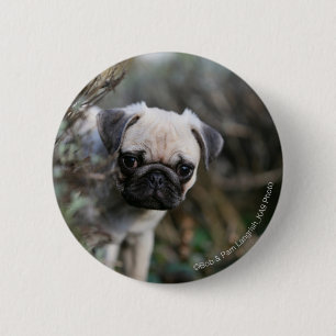 Fawn Pug Puppy Headshot Pinback Button