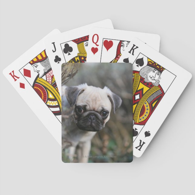 Fawn Pug Puppy Headshot Poker Cards (Back)