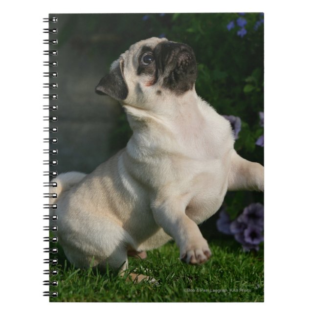 Fawn Pug Puppy Notebook (Front)