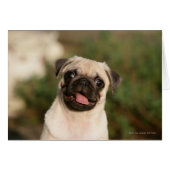Fawn Pug Puppy Panting (Front Horizontal)