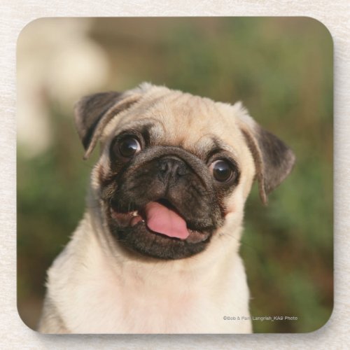 Fawn Pug Puppy Panting Beverage Coaster