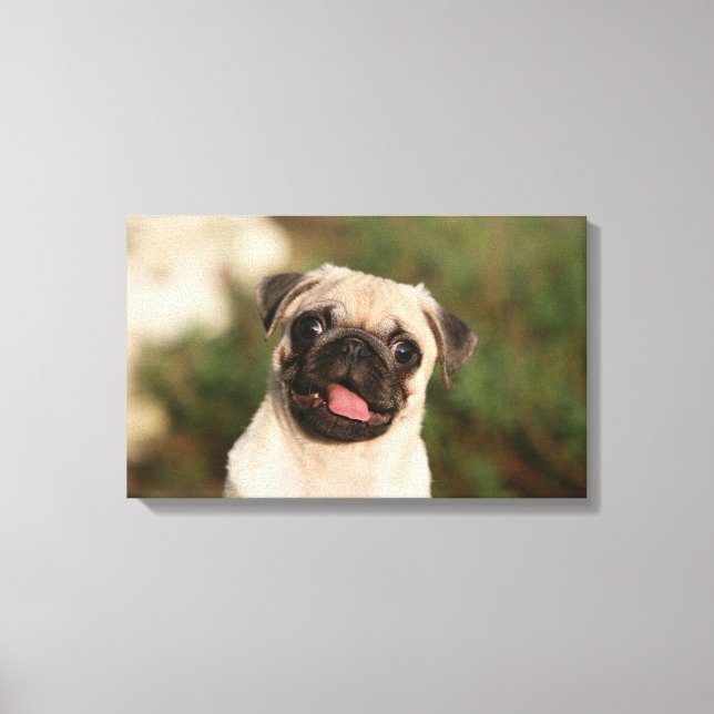 Fawn Pug Puppy Panting Canvas Print (Front)