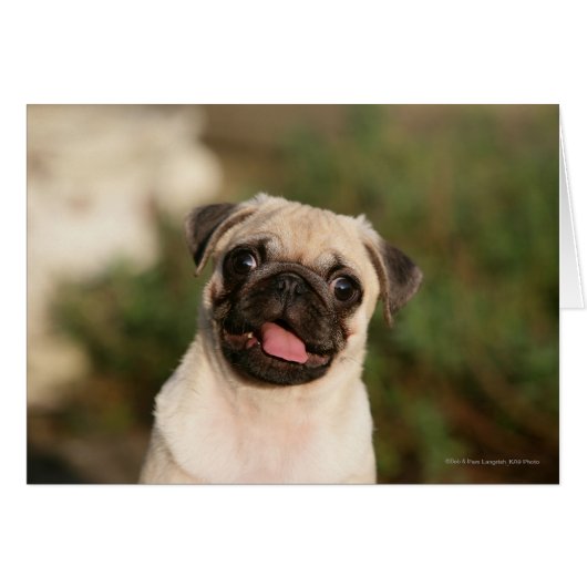Fawn Pug Puppy Panting Cards (Front Horizontal)