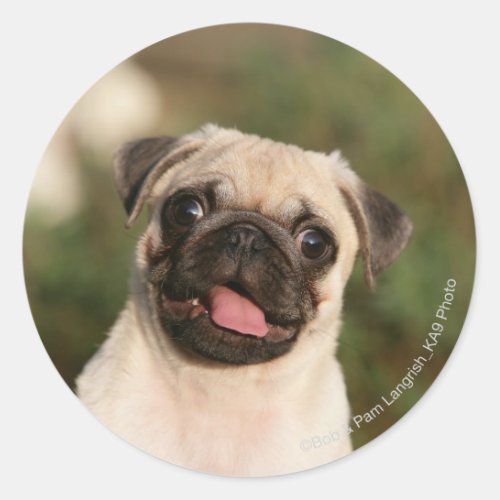Fawn Pug Puppy Panting Classic Round Sticker