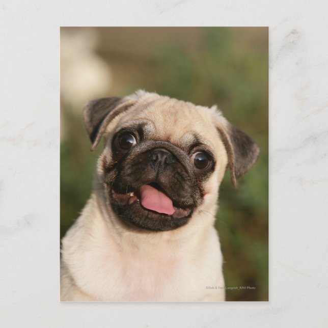 Fawn Pug Puppy Panting Postcard (Front)