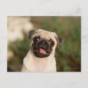 Fawn Pug Puppy Panting Postcard
